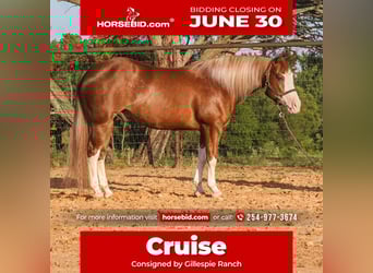 Paint Horse, Gelding, 4 years, 14,3 hh, Sorrel