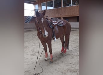 Paint Horse, Gelding, 4 years, 15,1 hh, Chestnut-Red