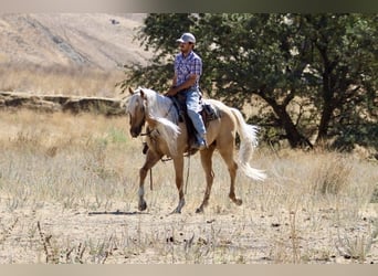 Paint Horse, Gelding, 4 years, 15,2 hh, Palomino