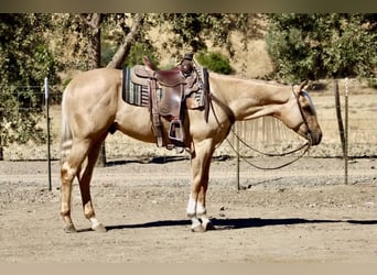 Paint Horse, Gelding, 4 years, 15,2 hh, Palomino