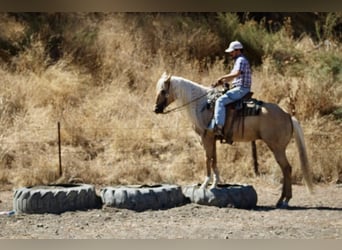 Paint Horse, Gelding, 4 years, 15,2 hh, Palomino