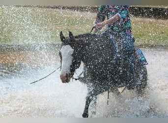 Paint Horse, Gelding, 4 years, 15 hh, Bay