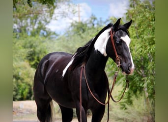 Paint Horse, Gelding, 4 years, 15 hh, Brown