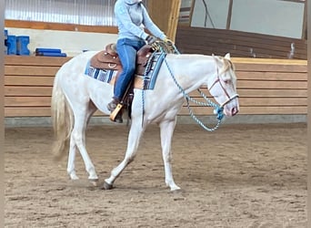Paint Horse, Gelding, 4 years, 15 hh, Champagne