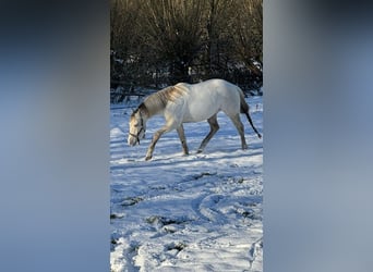 Paint Horse, Gelding, 4 years, 15 hh, Champagne