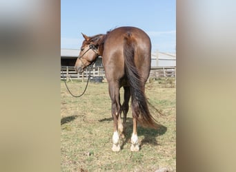 Paint Horse, Gelding, 4 years, 15 hh, Chestnut