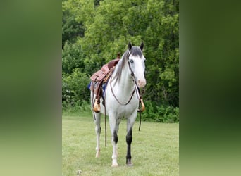 Paint Horse, Gelding, 4 years, 15 hh, Gray