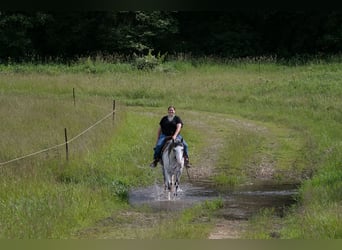 Paint Horse, Gelding, 4 years, 15 hh, Gray