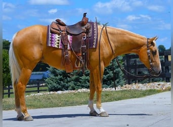 Paint Horse, Gelding, 4 years, 15 hh, Palomino