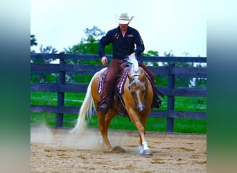 Paint Horse, Gelding, 4 years, 15 hh, Palomino