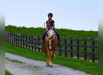 Paint Horse, Gelding, 4 years, 15 hh, Palomino