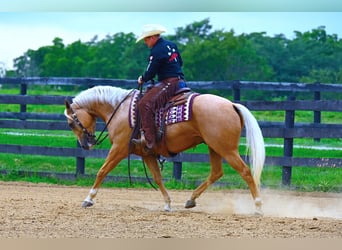 Paint Horse, Gelding, 4 years, 15 hh, Palomino