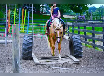 Paint Horse, Gelding, 4 years, 15 hh, Palomino
