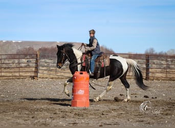 Paint Horse, Gelding, 4 years, 15 hh, Tobiano-all-colors