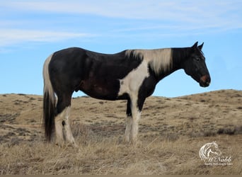 Paint Horse, Gelding, 4 years, 15 hh, Tobiano-all-colors