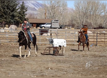 Paint Horse, Gelding, 4 years, 15 hh, Tobiano-all-colors