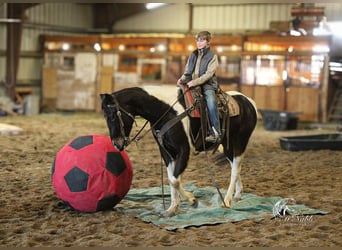 Paint Horse, Gelding, 4 years, 15 hh, Tobiano-all-colors