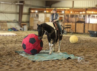 Paint Horse, Gelding, 4 years, 15 hh, Tobiano-all-colors