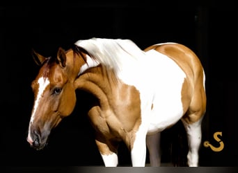 Paint Horse, Gelding, 4 years, 15 hh