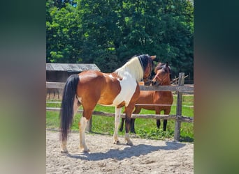 Paint Horse Mix, Gelding, 4 years, 15,1 hh, Pinto