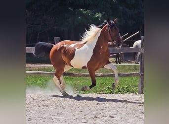 Paint Horse Mix, Gelding, 4 years, 15,1 hh, Pinto