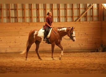 Paint Horse, Gelding, 4 years, 15,2 hh, Sorrel