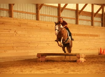Paint Horse, Gelding, 4 years, 15,2 hh, Sorrel