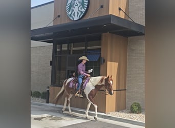 Paint Horse, Gelding, 4 years, 15,2 hh, Tobiano-all-colors