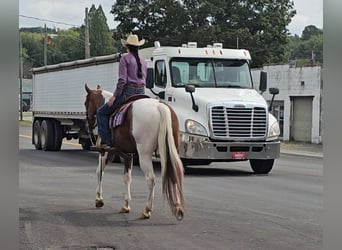 Paint Horse, Gelding, 4 years, 15,2 hh, Tobiano-all-colors