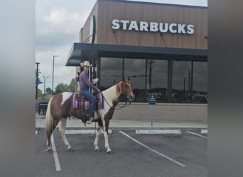 Paint Horse, Gelding, 4 years, 15,2 hh, Tobiano-all-colors