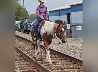 Paint Horse, Gelding, 4 years, 15,2 hh, Tobiano-all-colors