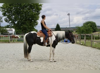 Paint Horse, Gelding, 4 years, 15,2 hh, Tobiano-all-colors