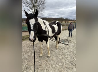 Paint Horse, Gelding, 4 years, 15,2 hh, Tobiano-all-colors