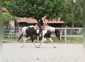 Paint Horse, Gelding, 4 years, 15,2 hh, Tobiano-all-colors
