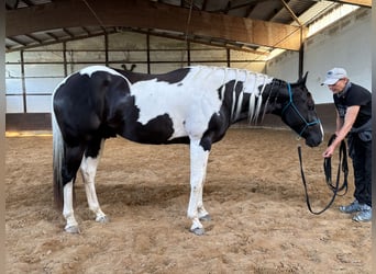 Paint Horse, Gelding, 4 years, 15,2 hh, Tobiano-all-colors