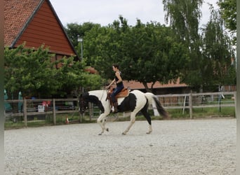 Paint Horse, Gelding, 4 years, 15,2 hh, Tobiano-all-colors