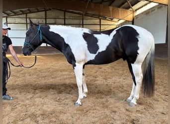 Paint Horse, Gelding, 4 years, 15,2 hh, Tobiano-all-colors