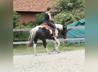 Paint Horse, Gelding, 4 years, 15,2 hh, Tobiano-all-colors