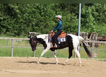 Paint Horse, Gelding, 4 years, 15,2 hh, Tobiano-all-colors
