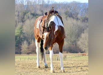 Paint Horse, Gelding, 4 years, 16.3 hh, Tobiano-all-colors