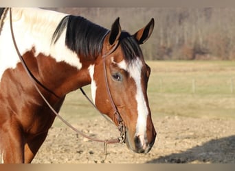 Paint Horse, Gelding, 4 years, 16.3 hh, Tobiano-all-colors