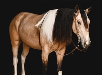 Paint Horse, Gelding, 4 years, Buckskin