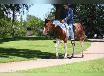 Paint Horse, Gelding, 4 years, Pinto