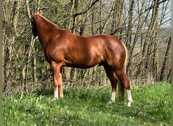 Paint Horse, Gelding, 5 years, 14.1 hh, Chestnut-Red