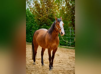 Paint Horse, Gelding, 5 years, 14.1 hh, Overo-all-colors