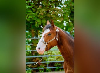 Paint Horse, Gelding, 5 years, 14.1 hh, Overo-all-colors