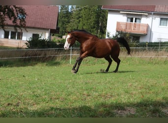 Paint Horse, Gelding, 5 years, 14.1 hh, Overo-all-colors