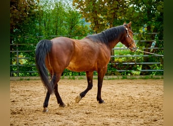 Paint Horse, Gelding, 5 years, 14.1 hh, Overo-all-colors
