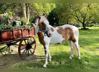 Paint Horse, Gelding, 5 years, 14.1 hh, Tobiano-all-colors