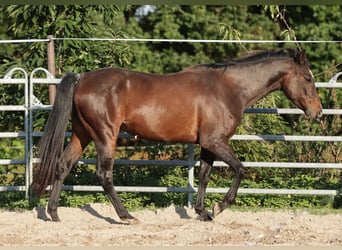 Paint Horse, Gelding, 5 years, 14,2 hh, Bay-Dark